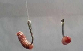 分析釣魚用蚯蚓餌掛鉤露不露鉤尖