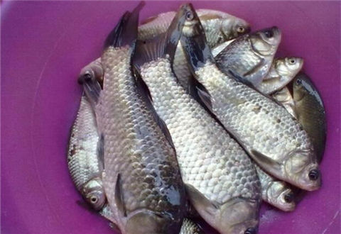 冬季釣魚最實用的自制餌料方法