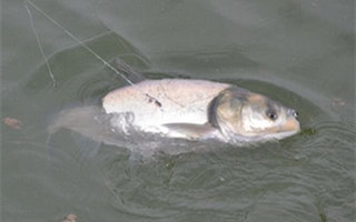 自制夏季競技池釣鰱鳙的魚餌配方