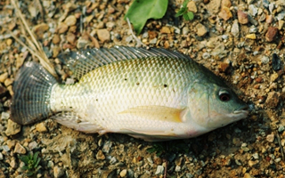 自制釣羅非魚的冷凍餌料制作及使用方法