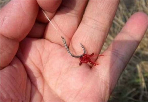 到了該用紅蟲釣魚的季節，這幾條謠言請你務必看清楚