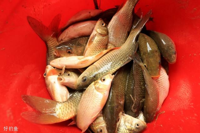 霜降后釣魚用什么配方的餌料能釣到鯉魚