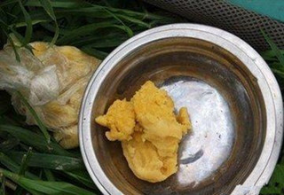 民間高手自制配方 鯉魚愛到不行