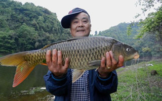 珠珠逗釣大魚法與牛糞窩餌的制作