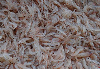 自制野釣鯉魚餌料，深水大鯉魚效果好