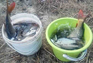 用酒糟釣魚的窩料制作與打窩方法