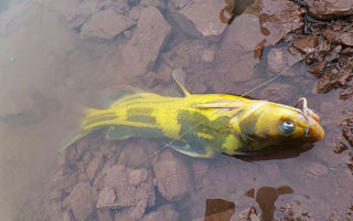 釣黃顙魚的秘技絕好窩餌分享