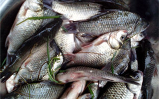 自制鯽、鯉魚野釣通殺餌料配方分享