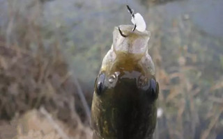 幾種常見對象魚的低成本餌料配方