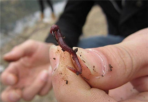 蚯蚓釣魚有什么技巧和禁忌？