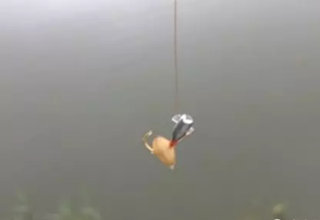 高手珍藏多年的5款釣魚餌料配方
