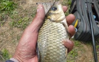 四季釣鯽魚的餌料配方，高手推薦