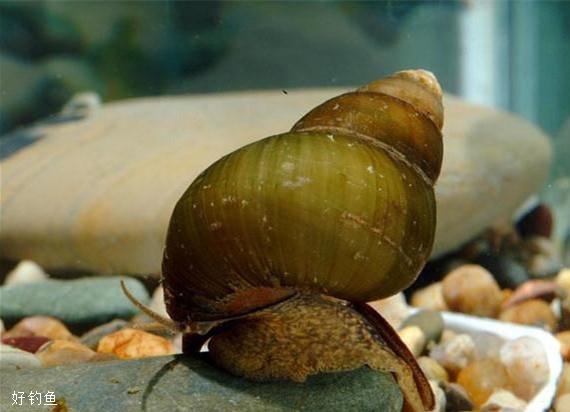 效果不錯的，天然生物餌料推薦