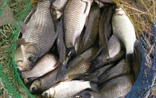 專業釣鯽魚的多年窩料秘方分享