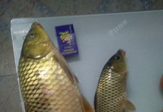 用玉米做窩料的注意事項