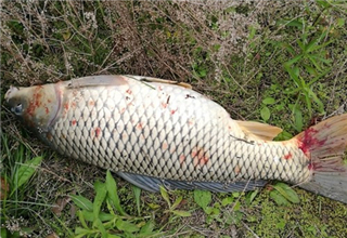 水庫釣鯉魚的絕密配方（制作和使用）