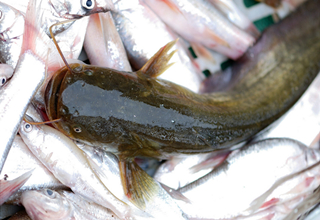 專釣黃顙、江鯰的自制雞肝腥餌