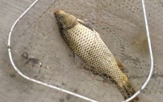 黑坑釣鯉魚的餌料配方及使用方法