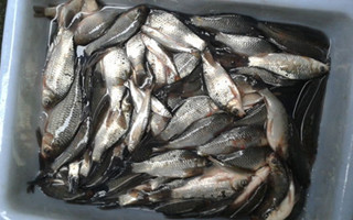 自制蚯蚓、胡豆粉釣鯽魚餌料配方