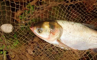 釣鰱鳙、鯉魚的兩款爆炸鉤餌料配方及用法