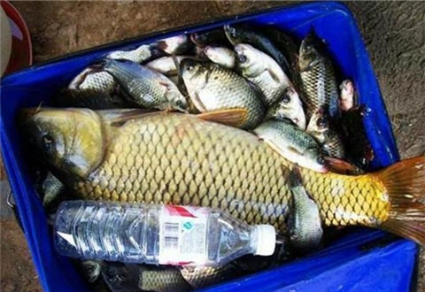幾款特別適合冬季釣魚的誘魚窩料及餌料的配方