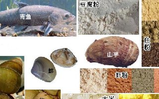 釣青魚用什么餌料，22種釣黑鯇餌料