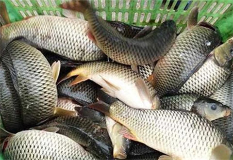 高手分享黑坑釣鯉魚的兩種餌料配方