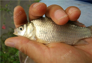 秋季制作不同味型餌料釣對象魚
