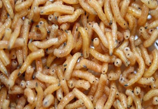 自制蛆蟲釣魚餌料的9個詳細過程