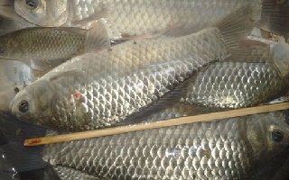 按鯽魚的食性特點合理調配餌料的成份
