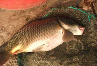 釣鯉魚的3種臭谷子餌料制作方法