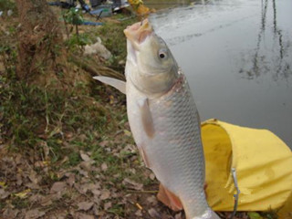 自制可留魚可釣魚的曲酒蜂蜜泡麥粒