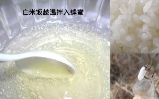 28種天然釣魚餌料，高手總結很實用