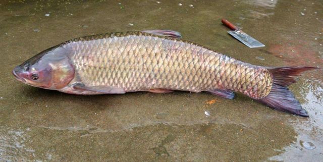 分享三種非常好用野釣草魚餌料的配方