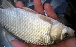冬春低溫釣大鯽魚的窩料與釣餌搭配