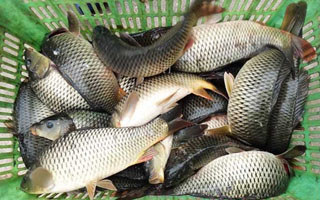 個人黑坑釣鯉魚的餌料配方