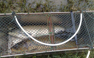 夏釣草魚、鯉魚的特效自制魚餌