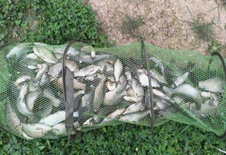六旬老大爺自制家傳釣鯽魚藥酒配方