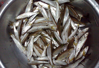 萬惡的蒼蠅釣魚技巧，效果不亞于蚯蚓餌
