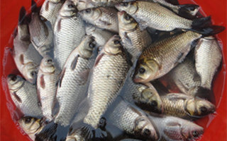 鄧剛大師談釣鯽魚的天元餌料配方及用法