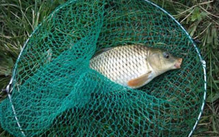 野釣達人的自制釣草魚餌料秘方分享