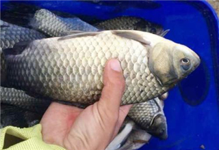 逢魚必中的自制黑坑窩料與釣餌配方