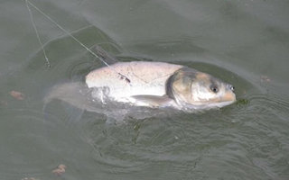 自制強效釣鰱鳙魚的混合餌料配方