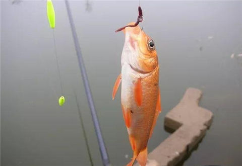 野釣誘魚超好快的窩料制作方法及使用酒香米