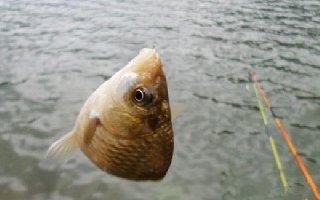 冬季水庫釣魚的兩款自制窩料做法