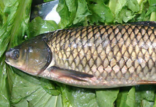 4種對象魚的餌料配制及使用方法