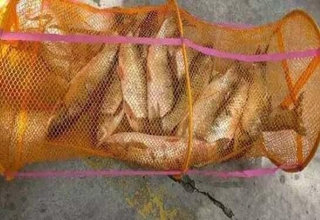自制絕殺草魚的香蕉玉米餌料