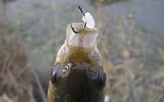 米飯釣鯽魚一絕，高手實戰總結