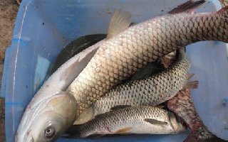 鮮嫩玉米自制釣草魚的獨門餌料秘方