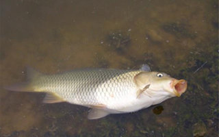 釣友分享月季花制作誘釣鯉魚餌的方法
